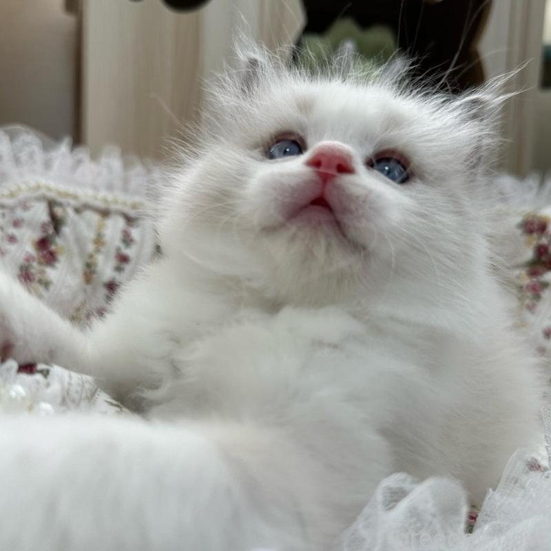 販売中の埼玉県のラグドール-137923の10枚目