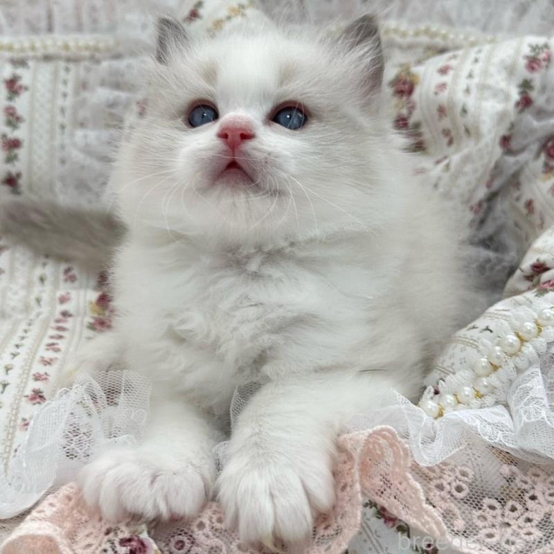 販売中の埼玉県のラグドール-137923の9枚目