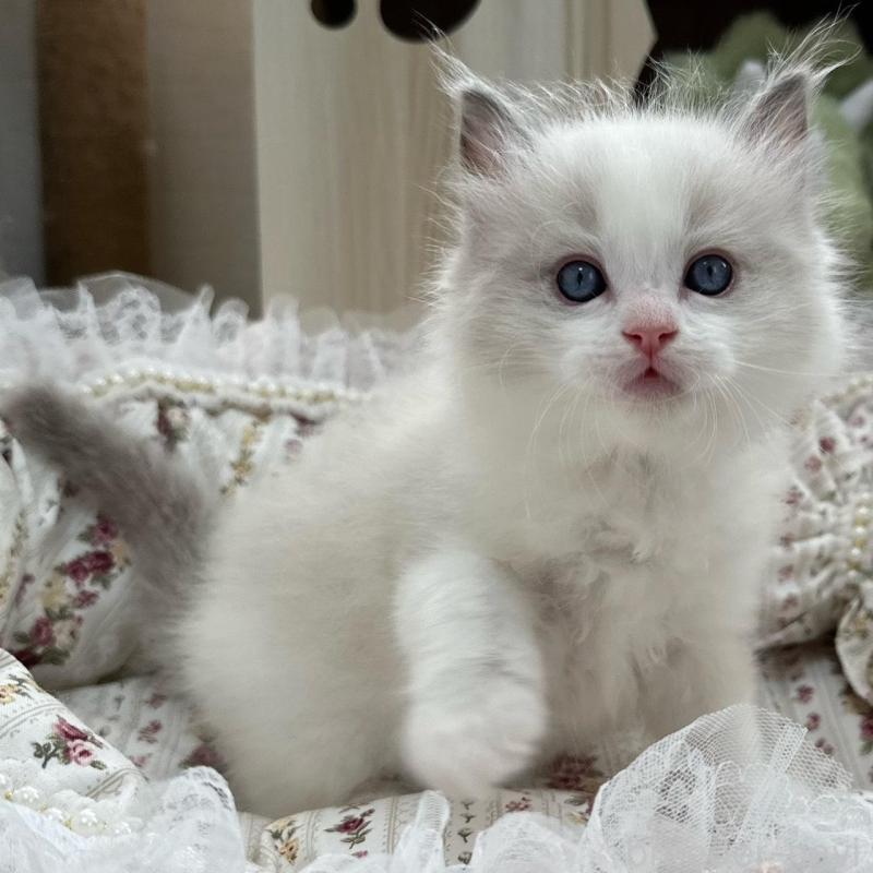 販売中の埼玉県のラグドール-137923の8枚目