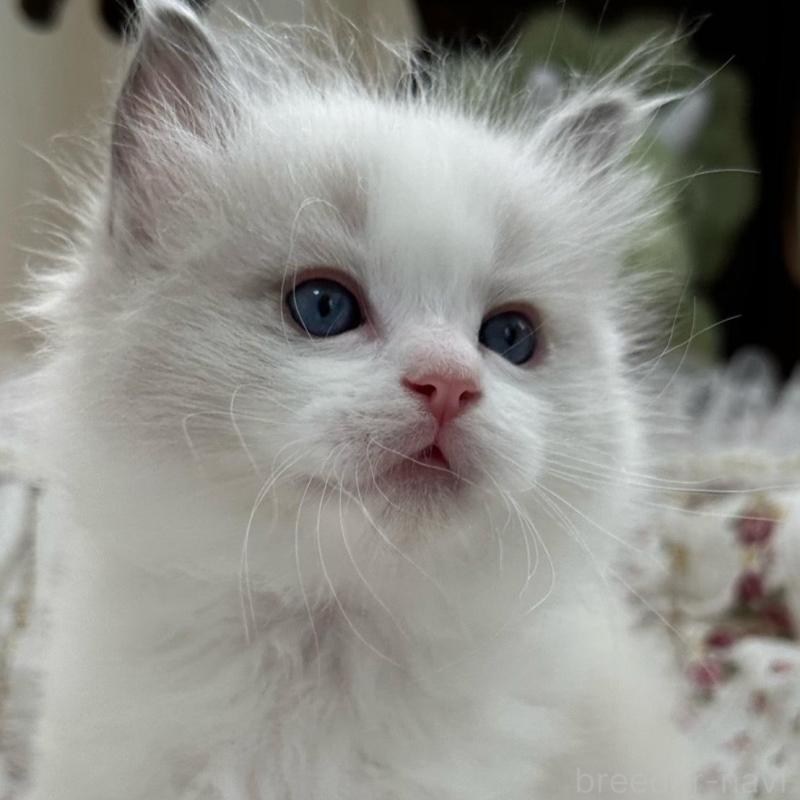 販売中の埼玉県のラグドール-137923の1枚目