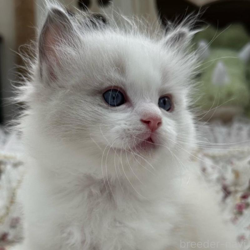 販売中の埼玉県のラグドール-137923の7枚目