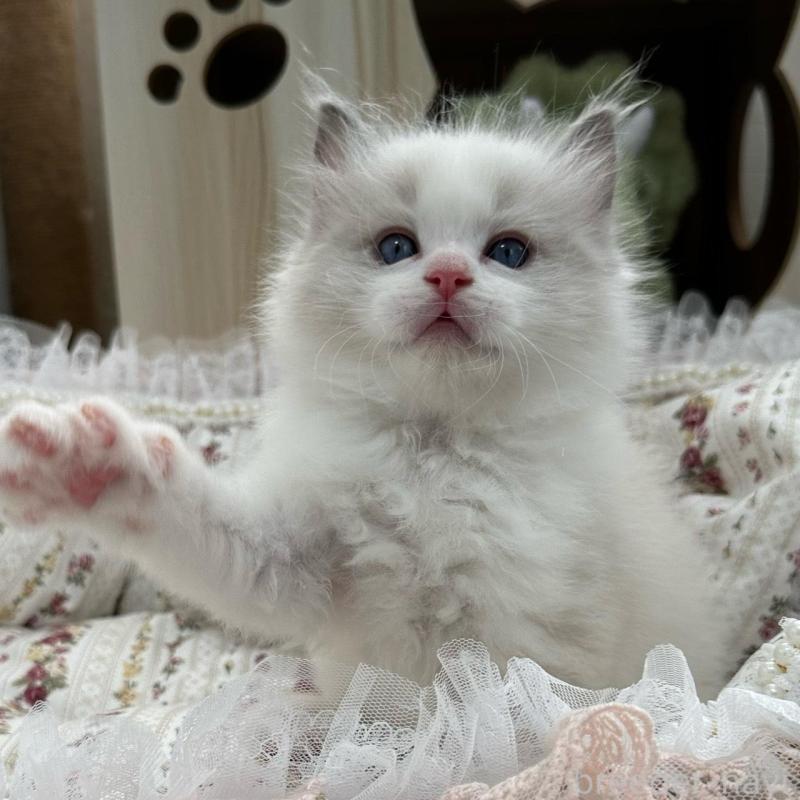 販売中の埼玉県のラグドール-137923の6枚目