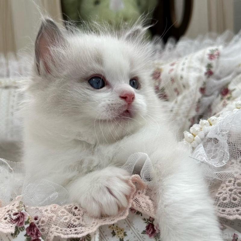 販売中の埼玉県のラグドール-137923の5枚目