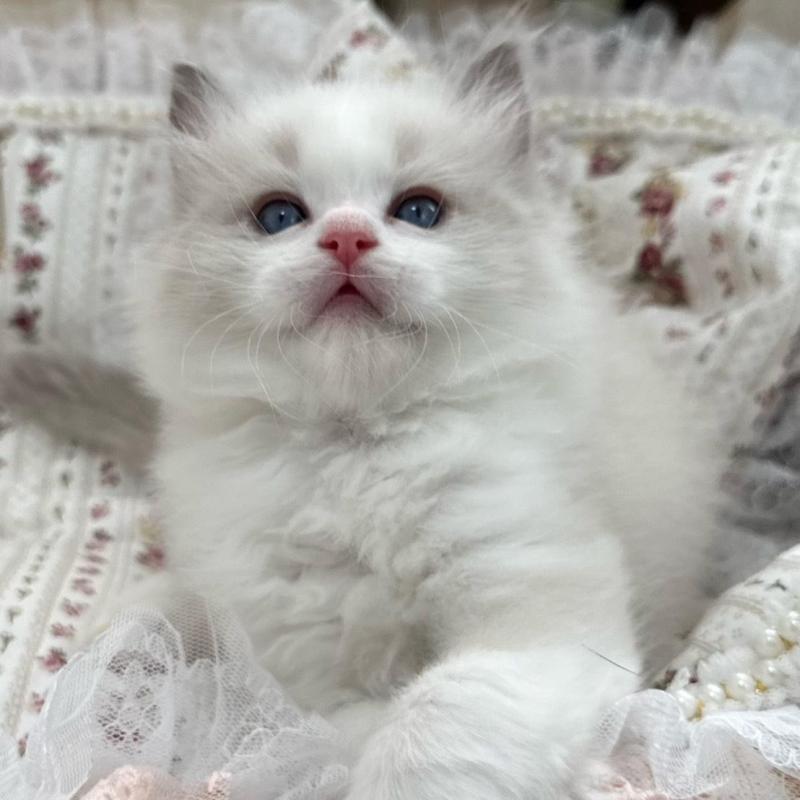 販売中の埼玉県のラグドール-137923の4枚目