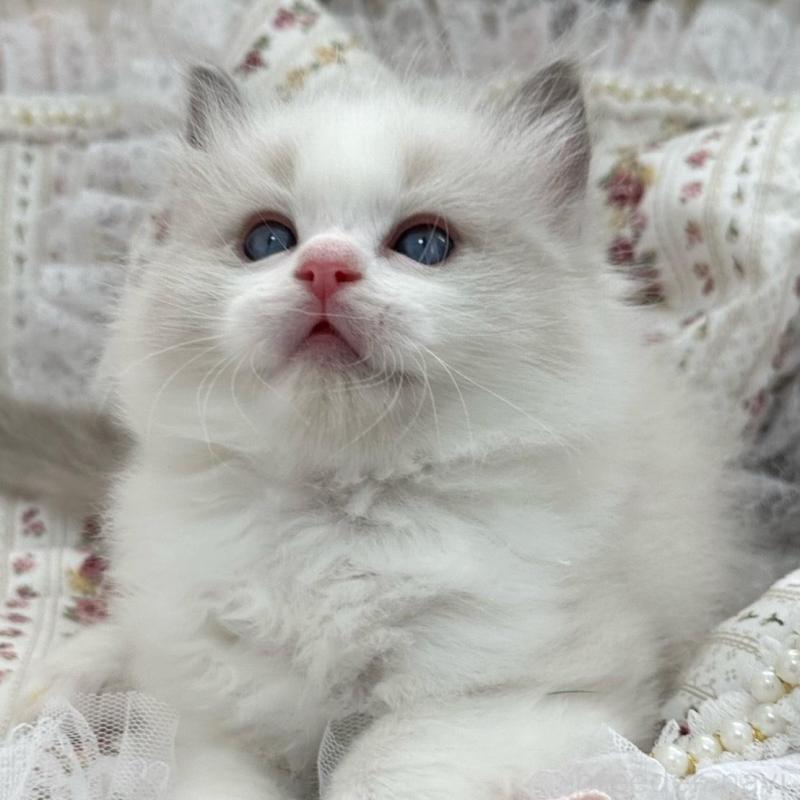 販売中の埼玉県のラグドール-137923の3枚目