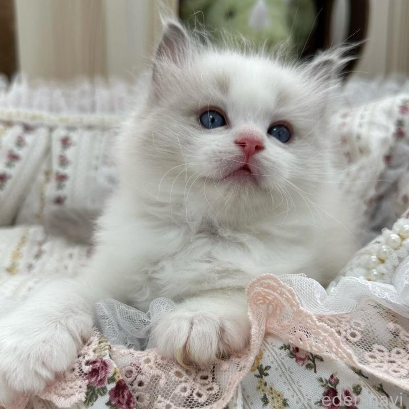 販売中の埼玉県のラグドール-137923の2枚目