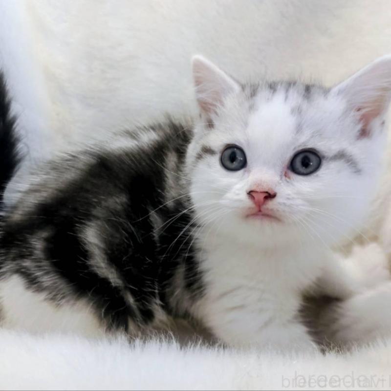 販売中の福岡県のマンチカン-137924の9枚目