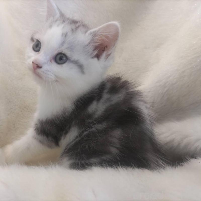 販売中の福岡県のマンチカン-137924の8枚目