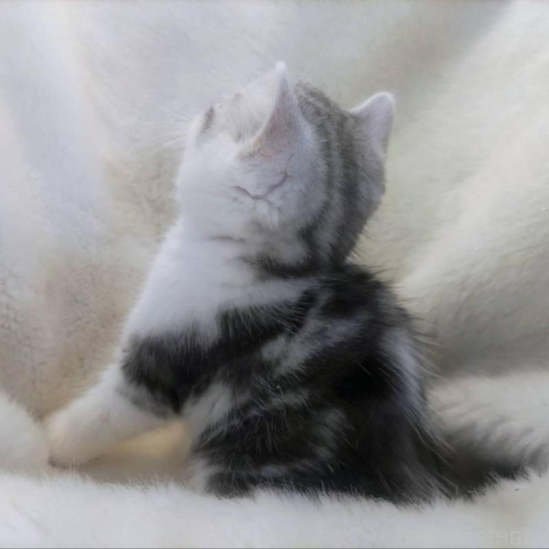 販売中の福岡県のマンチカン-137924の7枚目