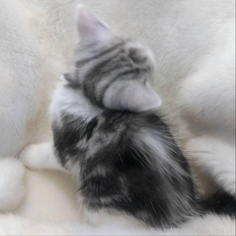 販売中の福岡県のマンチカン-137924の6枚目