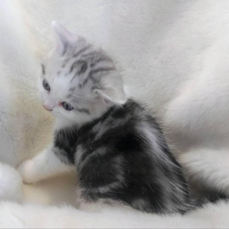 販売中の福岡県のマンチカン-137924の5枚目