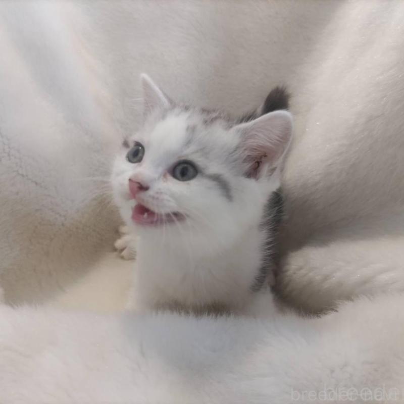 販売中の福岡県のマンチカン-137924の4枚目