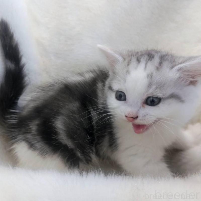 販売中の福岡県のマンチカン-137924の3枚目