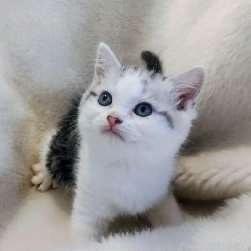 販売中の福岡県のマンチカン-137924