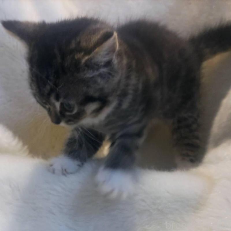 販売中の福岡県のマンチカン-137925の6枚目