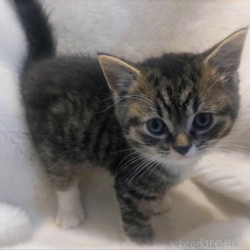 販売中の福岡県のマンチカン-137925の5枚目