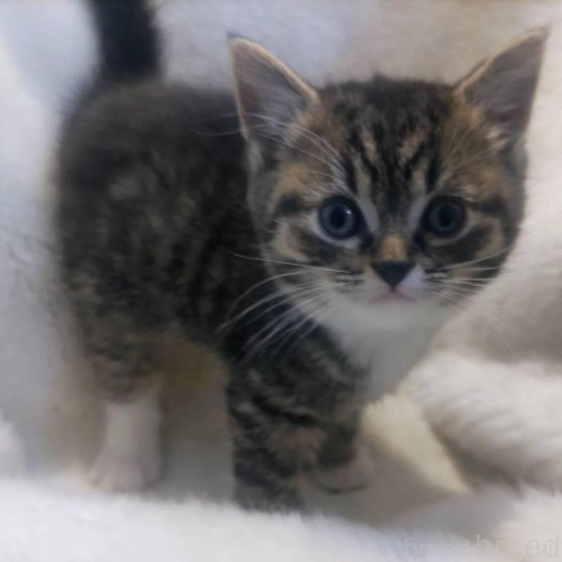 販売中の福岡県のマンチカン-137925の1枚目