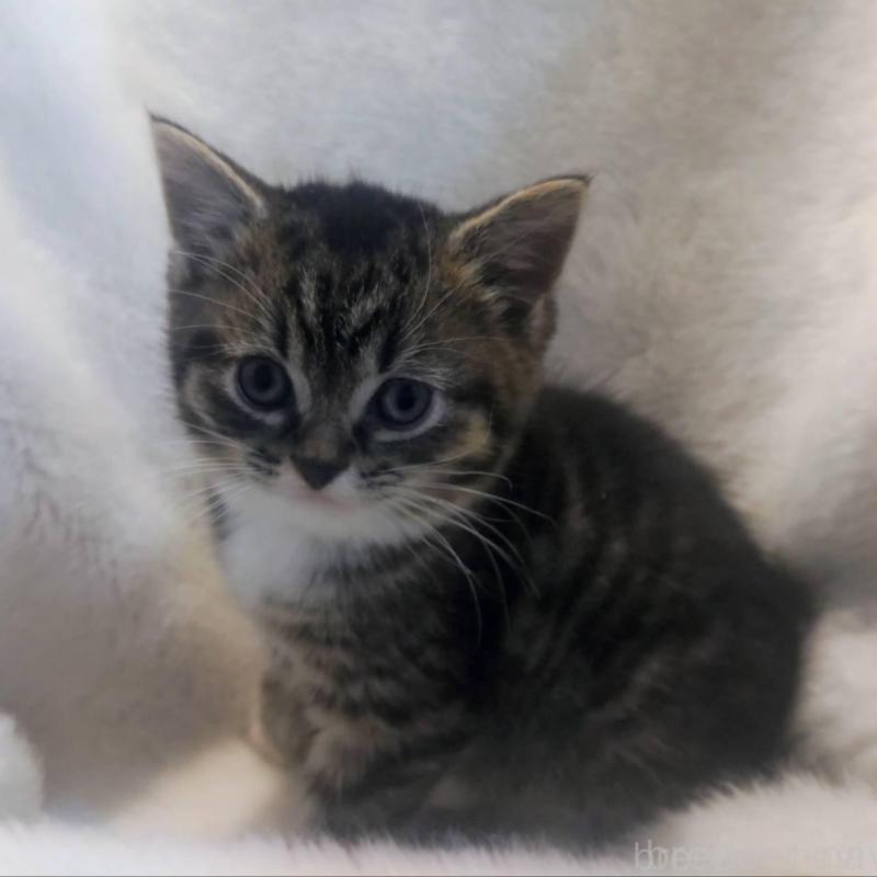 販売中の福岡県のマンチカン-137925の4枚目