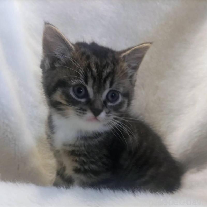 販売中の福岡県のマンチカン-137925の3枚目