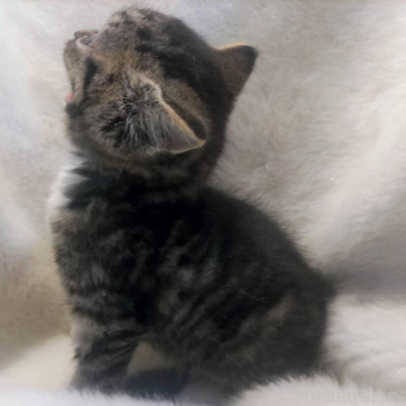 販売中の福岡県のマンチカン-137925の2枚目