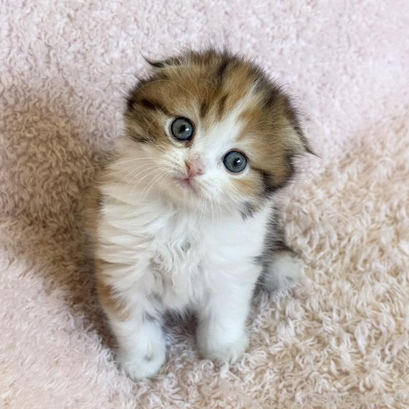 販売中の三重県のスコティッシュフォールド(折れ耳)-137926の8枚目