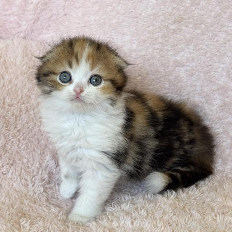 販売中の三重県のスコティッシュフォールド(折れ耳)-137926の7枚目