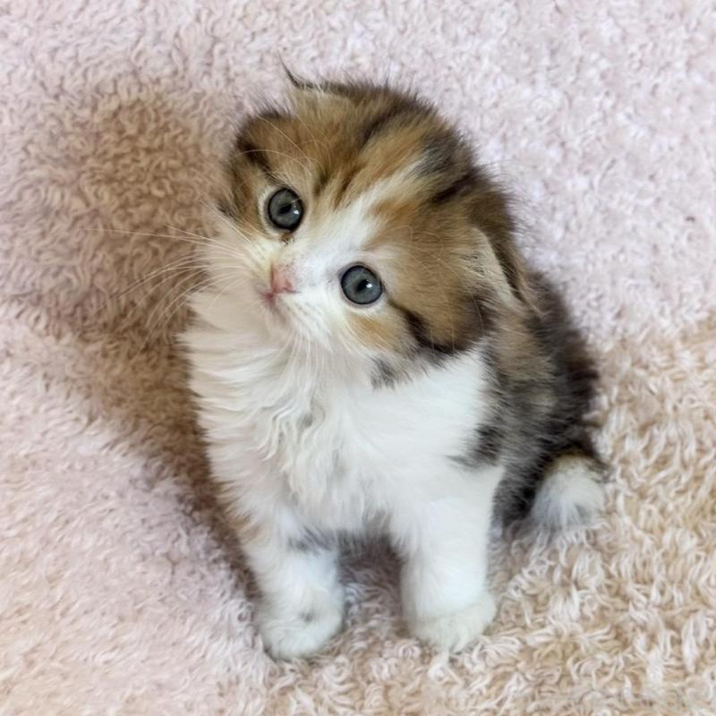 販売中の三重県のスコティッシュフォールド(折れ耳)-137926の6枚目