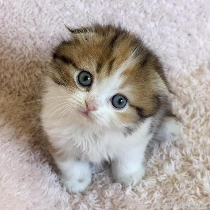 販売中の三重県のスコティッシュフォールド(折れ耳)-137926