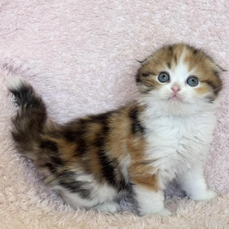 販売中の三重県のスコティッシュフォールド(折れ耳)-137926の5枚目