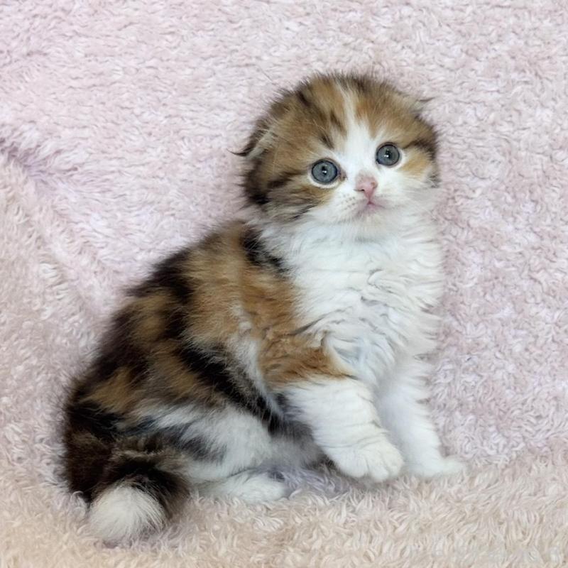 販売中の三重県のスコティッシュフォールド(折れ耳)-137926の4枚目