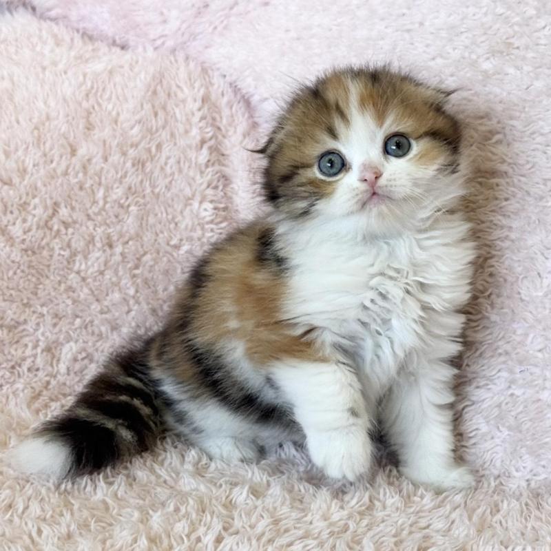 販売中の三重県のスコティッシュフォールド(折れ耳)-137926の3枚目