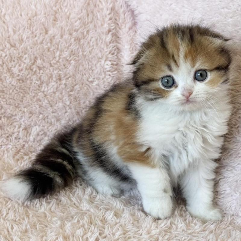 販売中の三重県のスコティッシュフォールド(折れ耳)-137926の2枚目