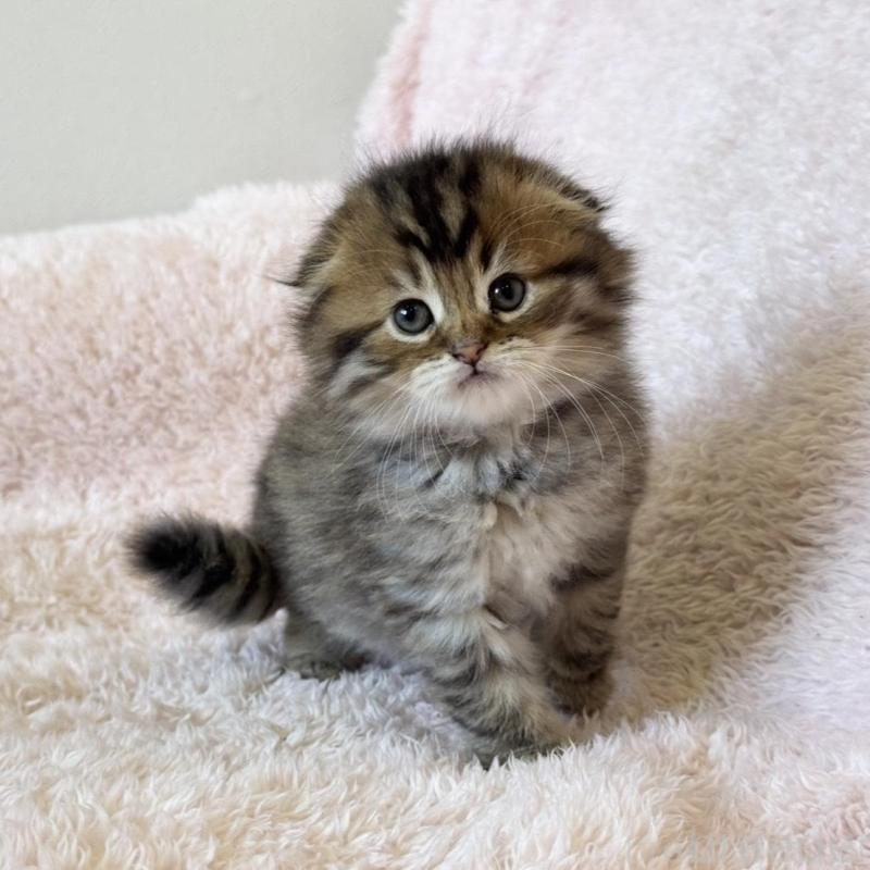 販売中の三重県のスコティッシュフォールド(折れ耳)-137927の7枚目