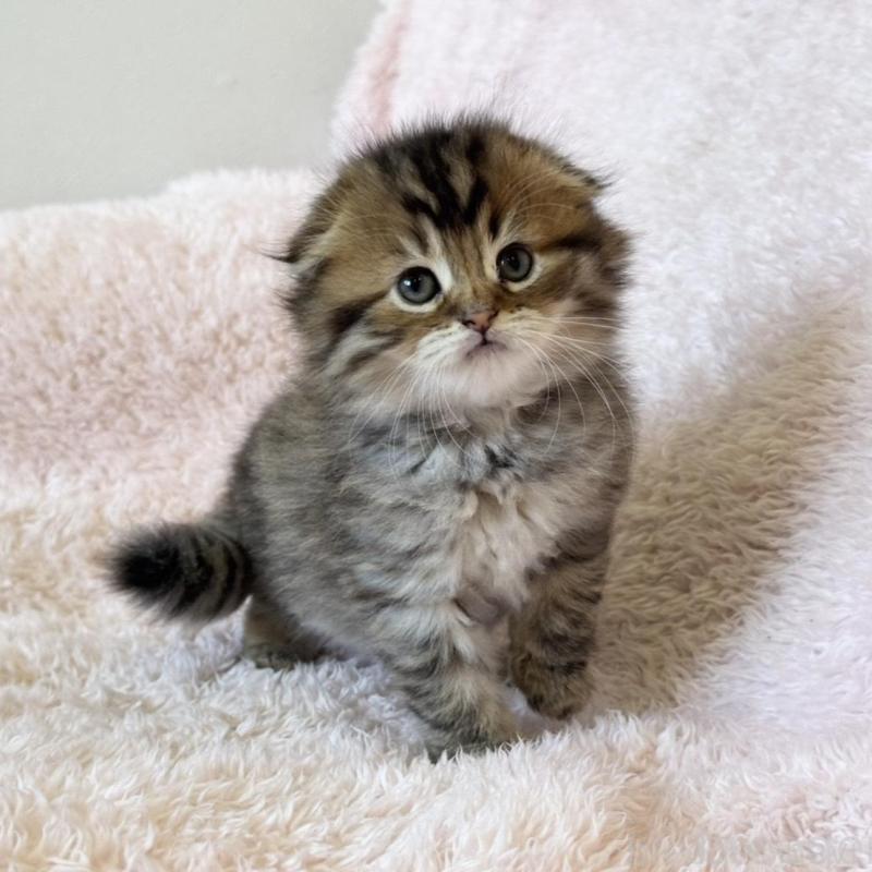 販売中の三重県のスコティッシュフォールド(折れ耳)-137927の6枚目