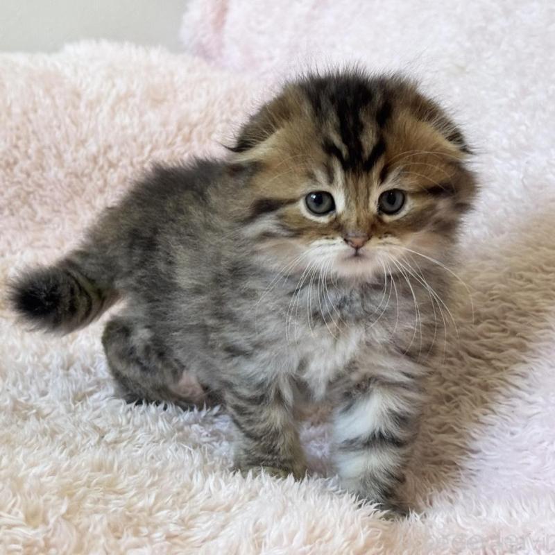 販売中の三重県のスコティッシュフォールド(折れ耳)-137927の5枚目