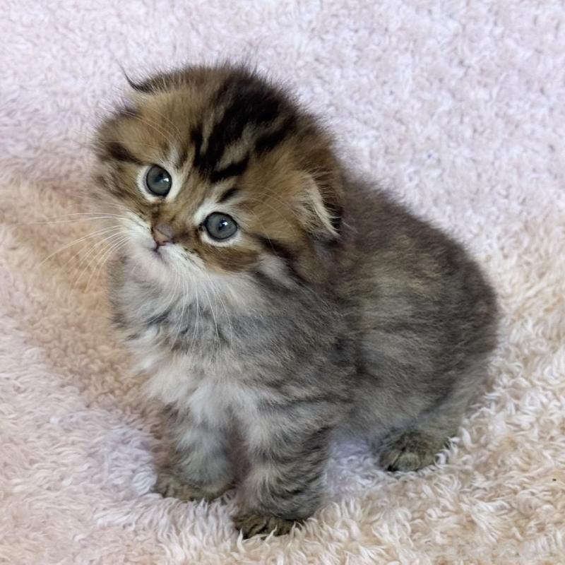 販売中の三重県のスコティッシュフォールド(折れ耳)-137927の4枚目