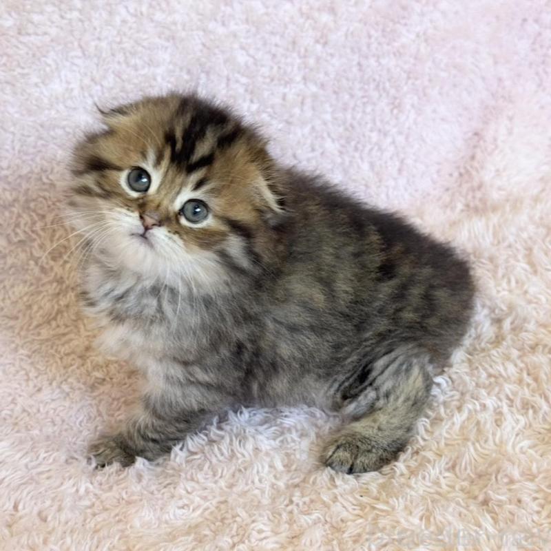 販売中の三重県のスコティッシュフォールド(折れ耳)-137927の3枚目