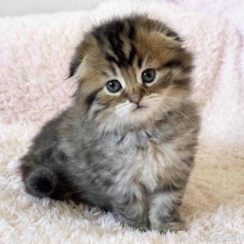 販売中の三重県のスコティッシュフォールド(折れ耳)-137927の2枚目