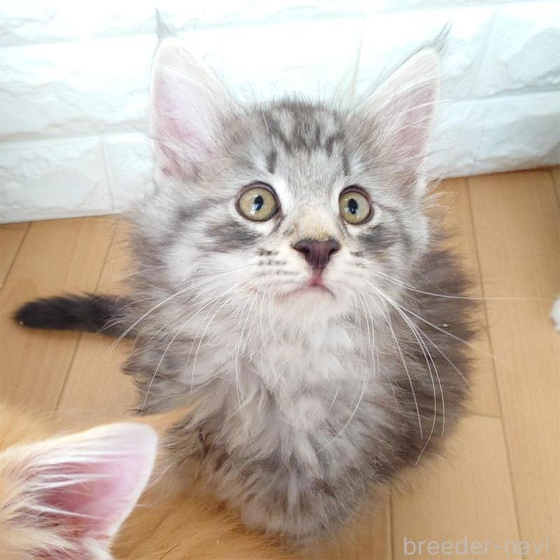 販売中の東京都のノルウェージャンフォレストキャット-137928