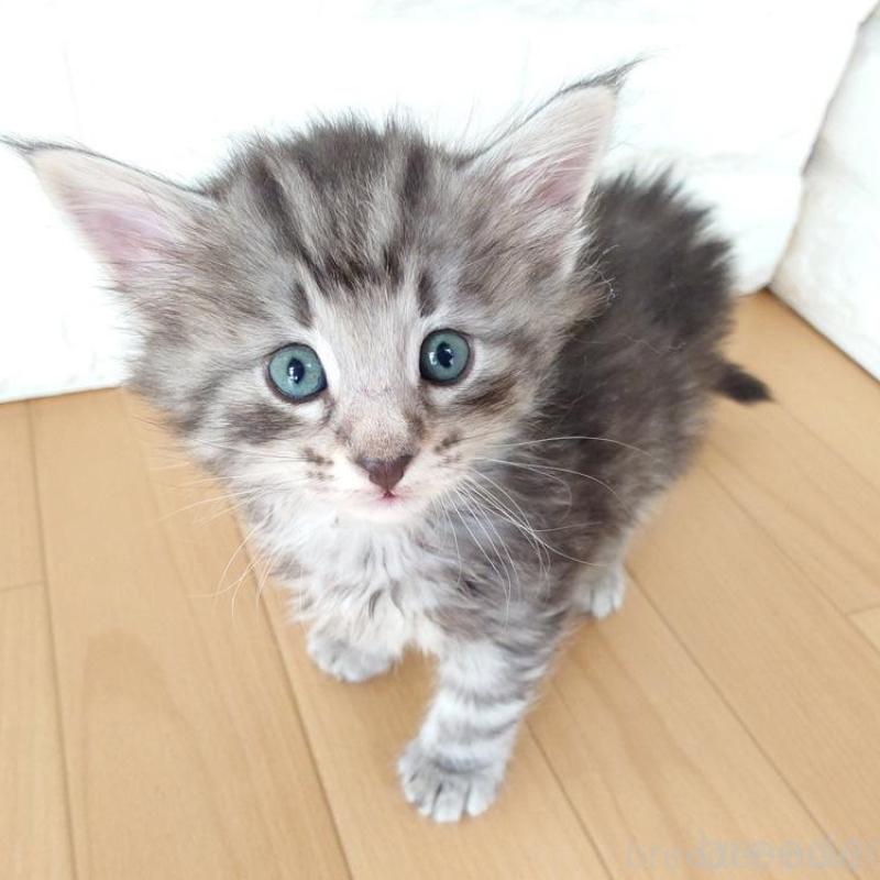 販売中の東京都のノルウェージャンフォレストキャット-137928の8枚目