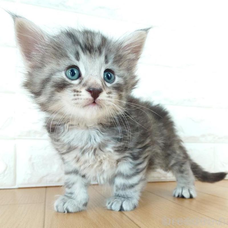 販売中の東京都のノルウェージャンフォレストキャット-137928の7枚目