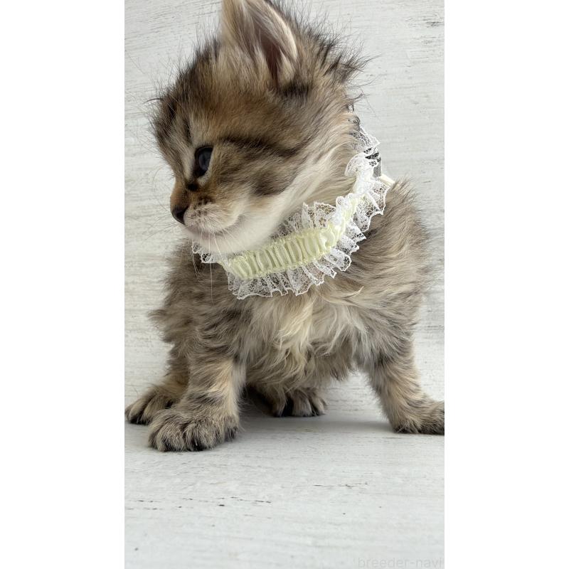 販売中の長野県のピクシーボブ-137929の5枚目