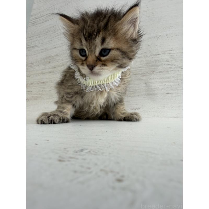 販売中の長野県のピクシーボブ-137929の4枚目