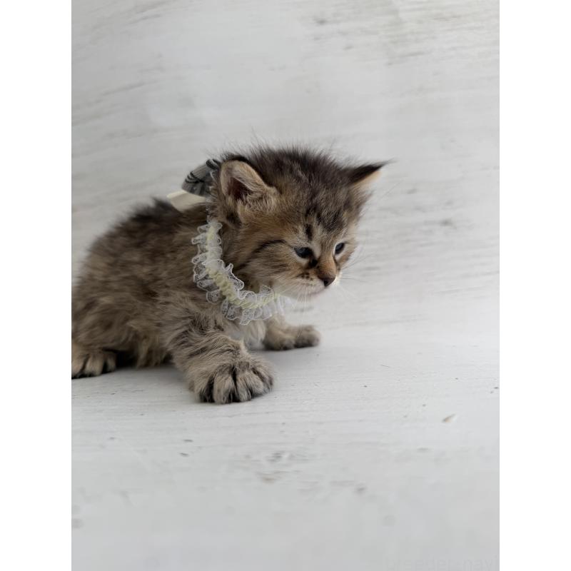 販売中の長野県のピクシーボブ-137929の3枚目