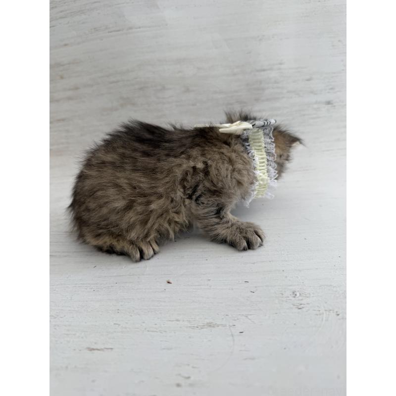 販売中の長野県のピクシーボブ-137929の2枚目