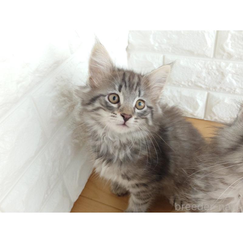 販売中の東京都のノルウェージャンフォレストキャット-137931の10枚目