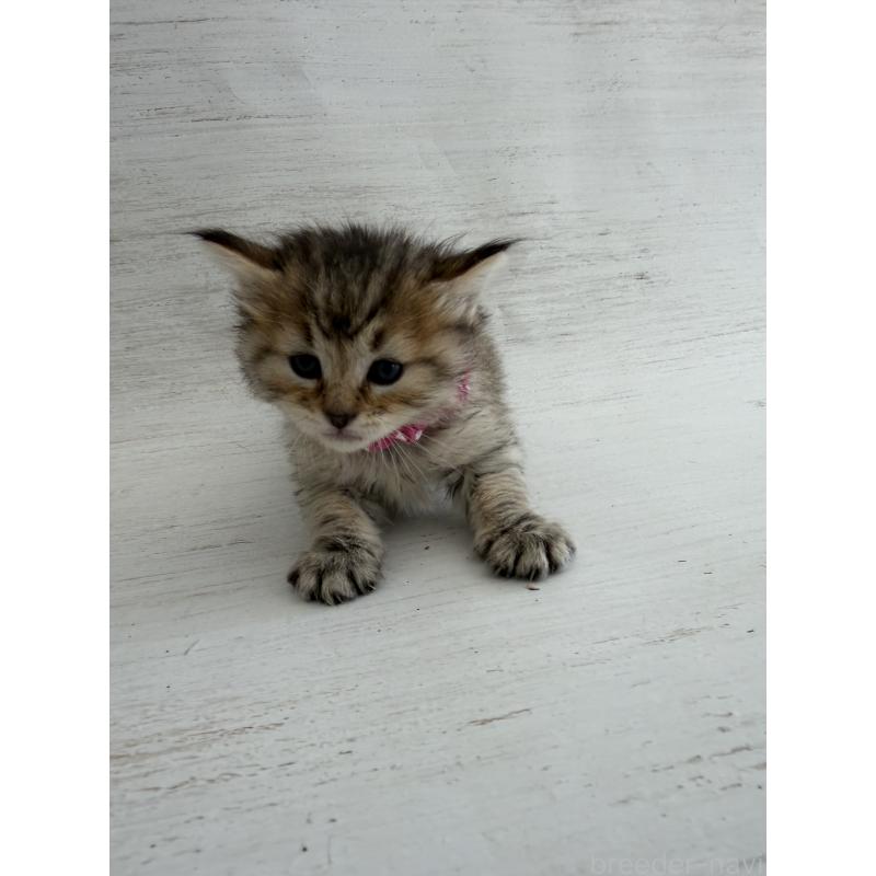 販売中の長野県のピクシーボブ-137930の8枚目