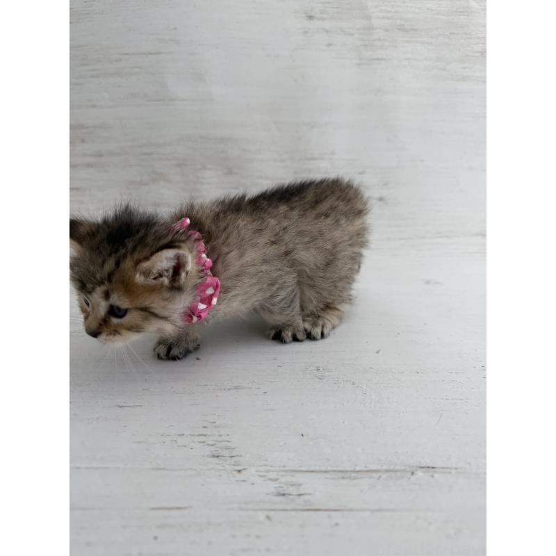 販売中の長野県のピクシーボブ-137930の7枚目