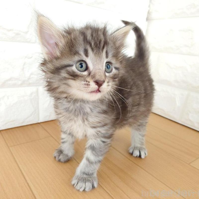 販売中の東京都のノルウェージャンフォレストキャット-137931の9枚目