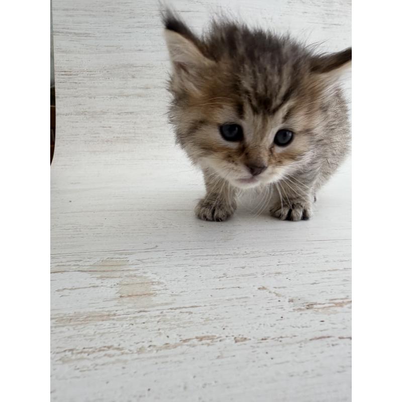 販売中の長野県のピクシーボブ-137930の6枚目